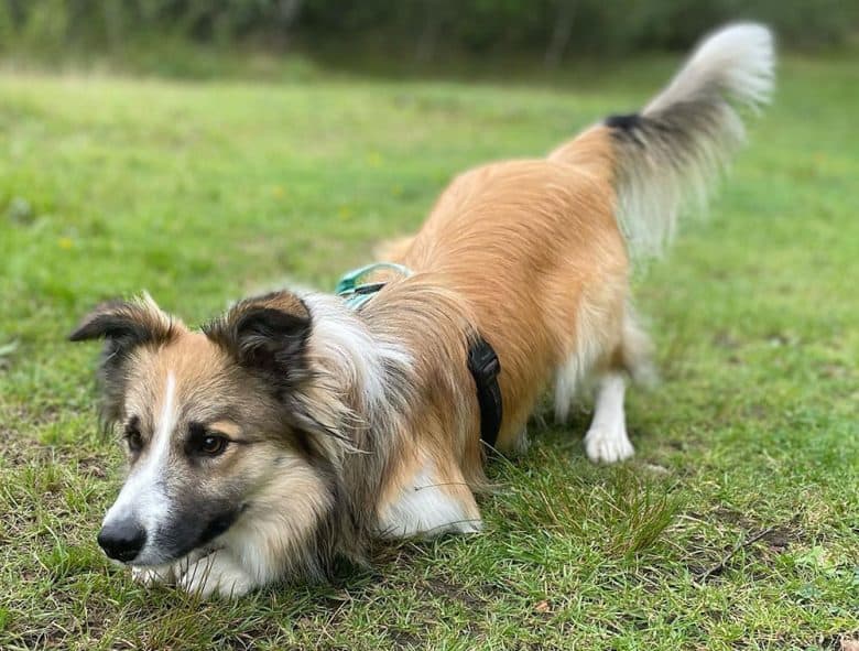 Sable Border Collie dog