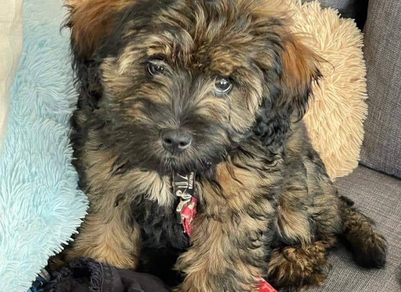 A sable Labradoodle dog