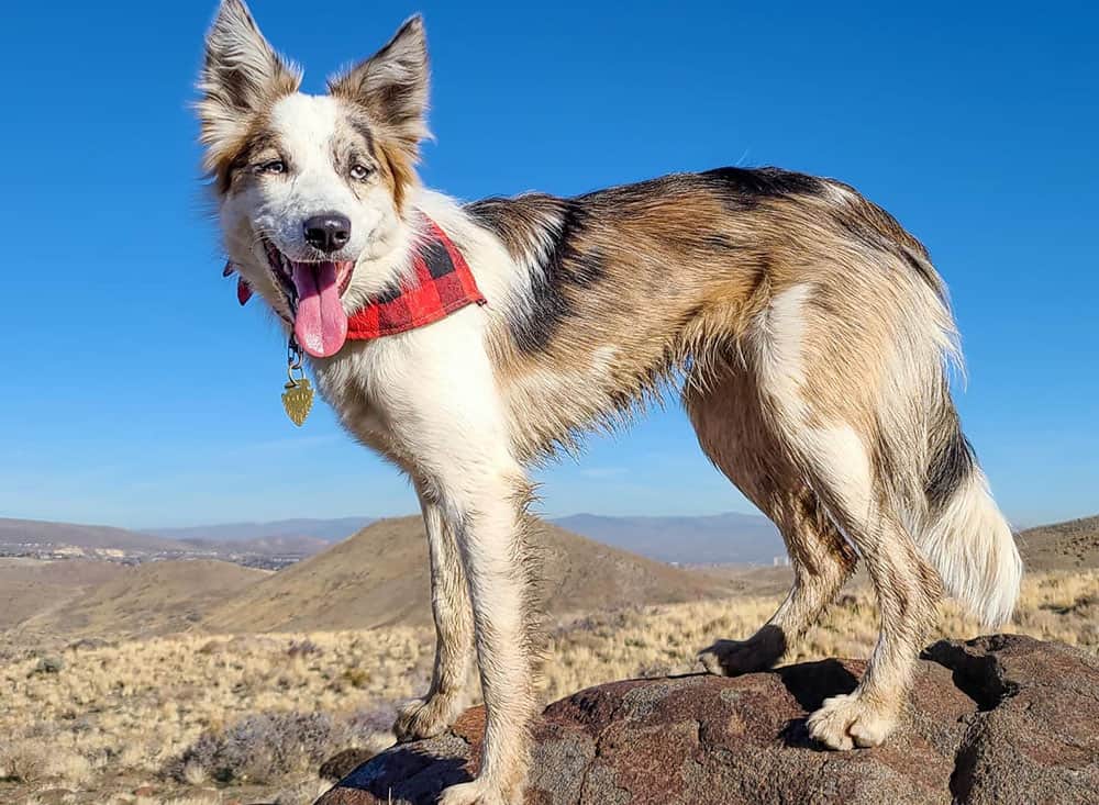 Sable merle Border Collie dog on trail