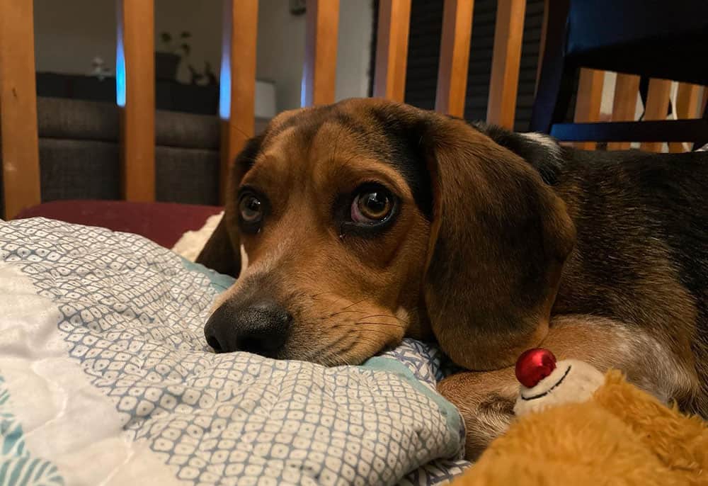 Sad Beagle dog lying on the bed