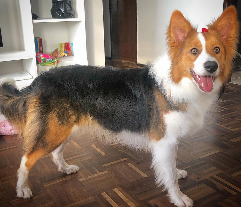Saddleback Sable Border Collie