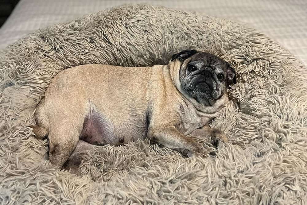 Senior Pug dog lying on bed