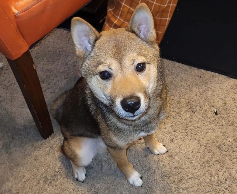 Shiba Inu dog waiting for attention