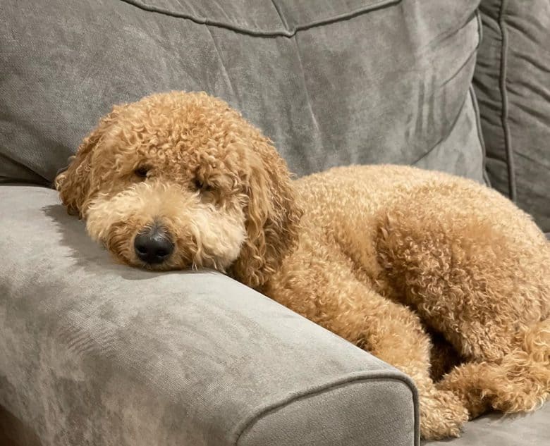 A sick Goldendoodle dog laying on the couch