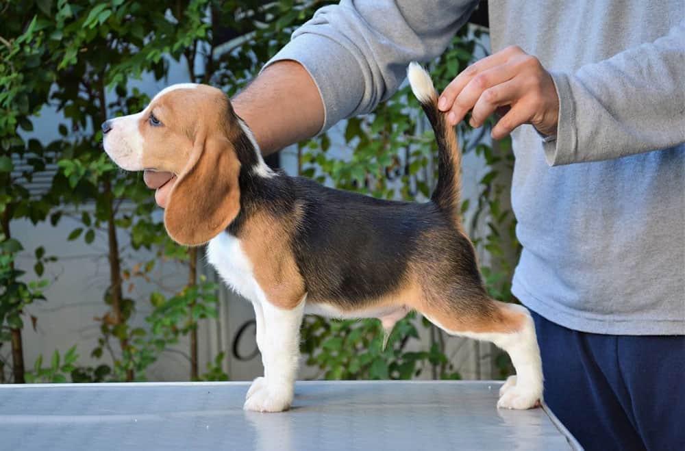 Side view of a male Beagle puppy