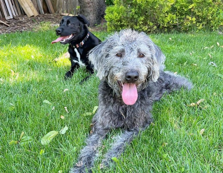 A silver Labradoodle dog