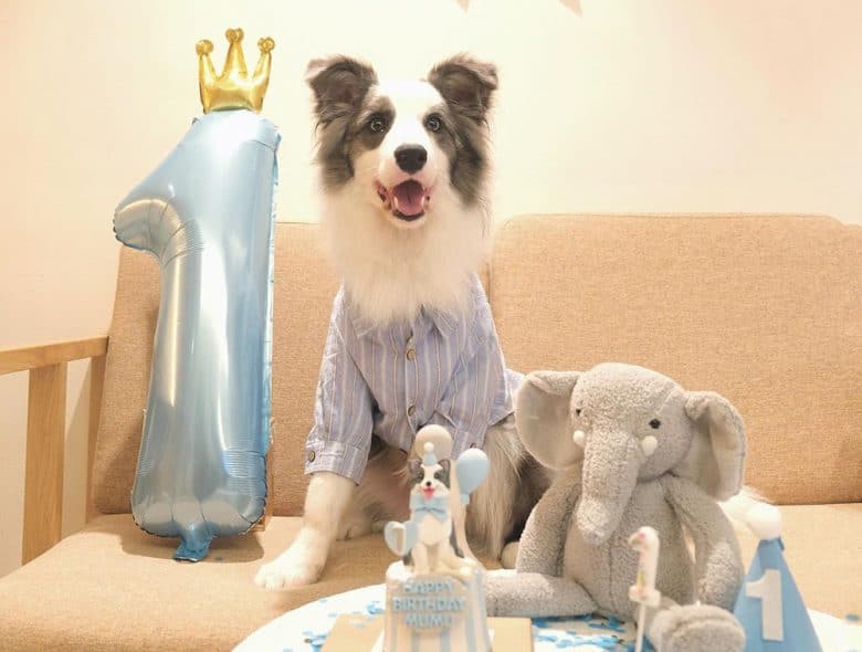 Slate Border Collie celebrates birthday
