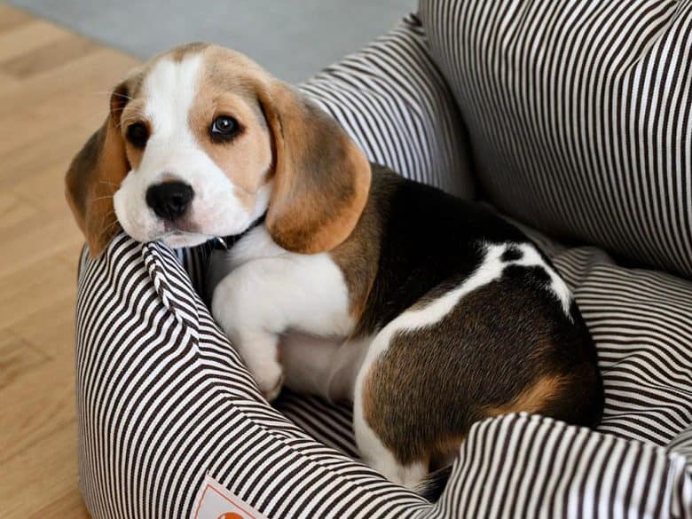 Sleepy Beagle dog lying on the bed
