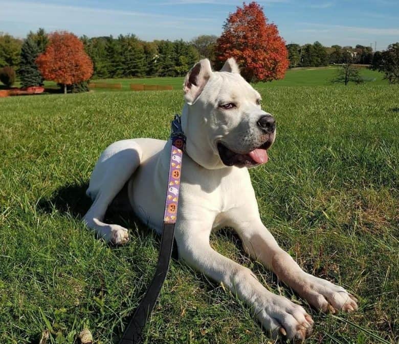 A straw Cane Corso pup lying down outdoors