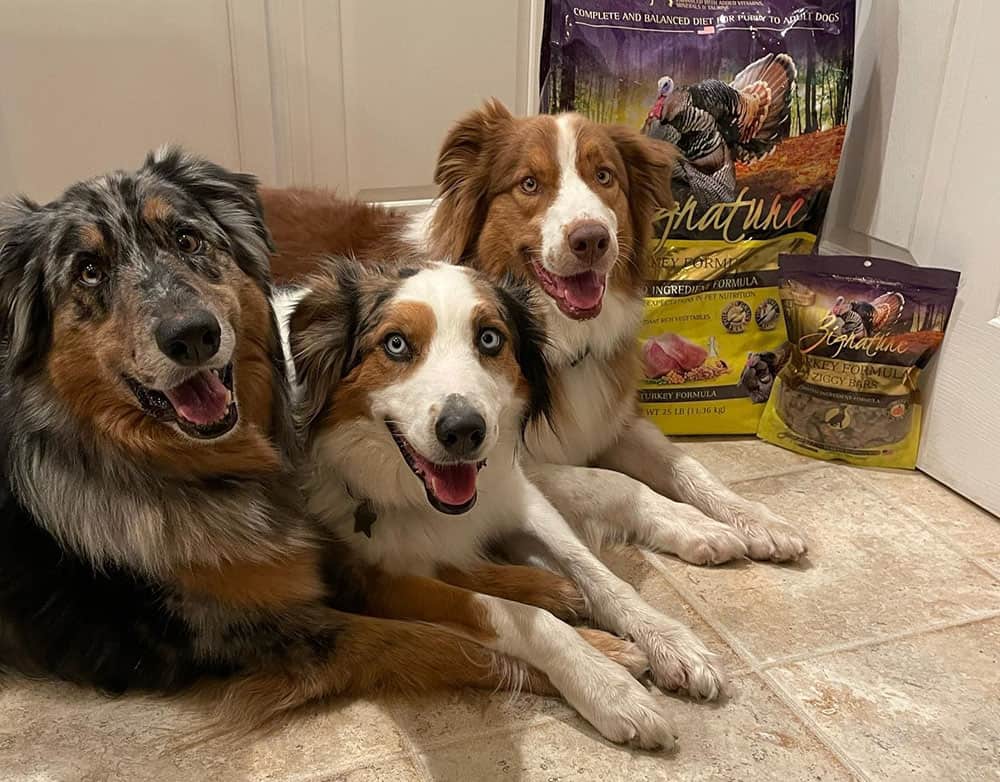 Three Australian Shepherd with Zignature dog food