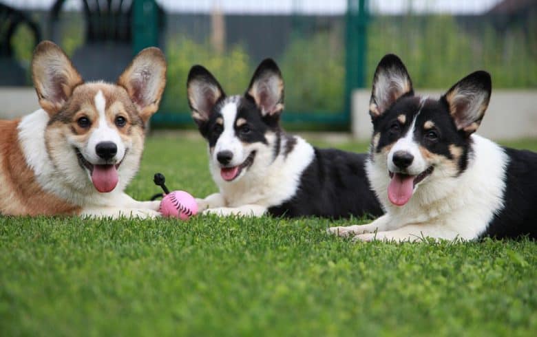 Three Corgis playing on the grass