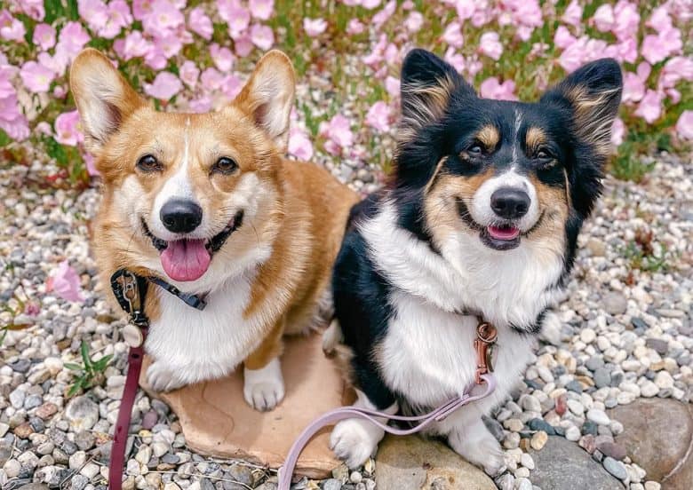 Two cute Corgis during their weekend outing