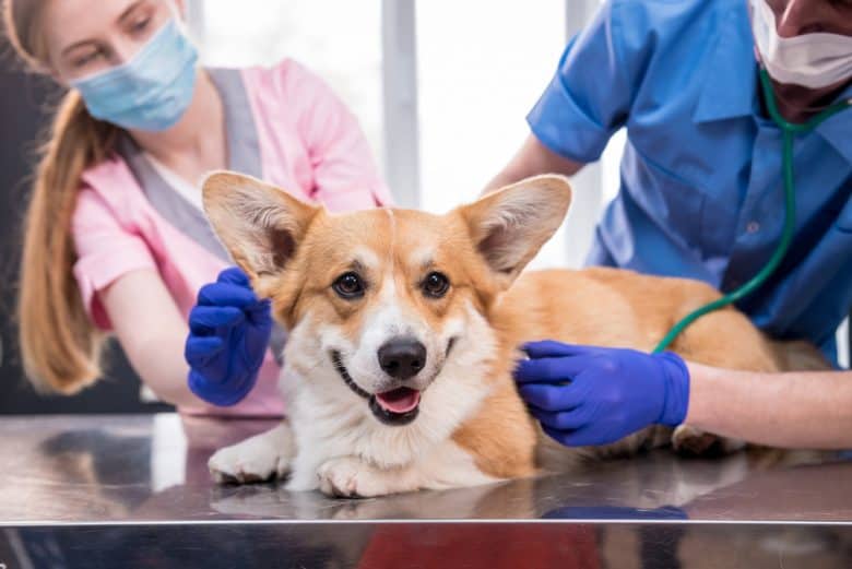 Veterinarians examine a sick Corgi dog