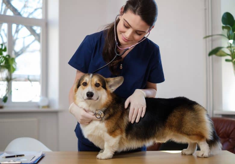 Veterinary surgeon checking the Corgi dog