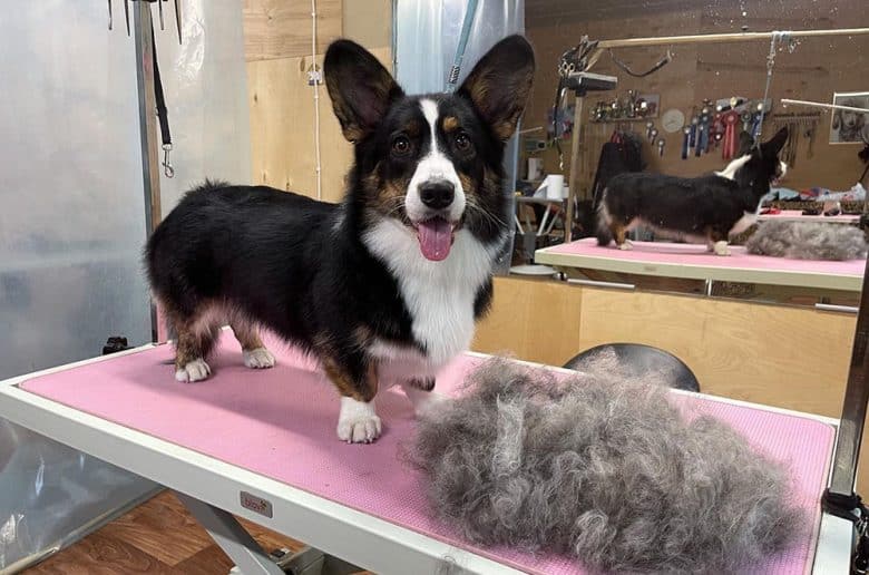 A Welsh Corgi Cardigan inside the grooming salon
