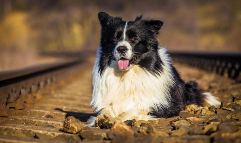 White and black Border Collie dog