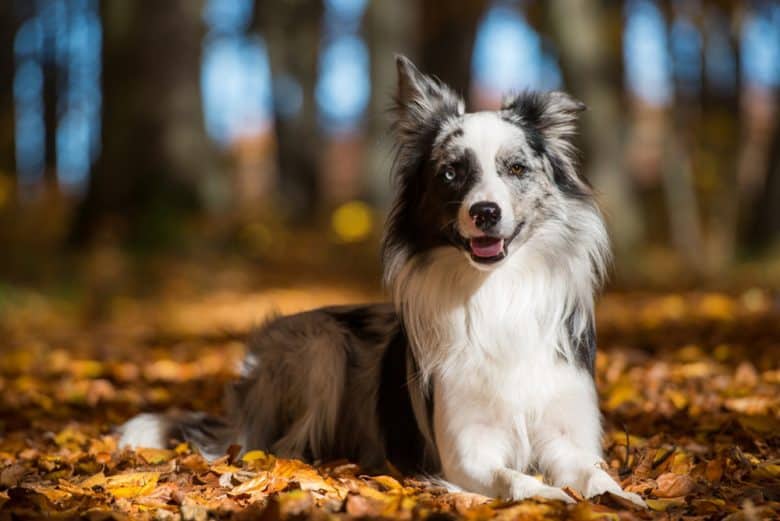 White and black Border Collie dog in autumn forest