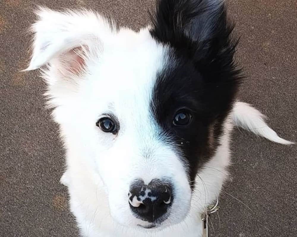 A white and blue Border Collie dog
