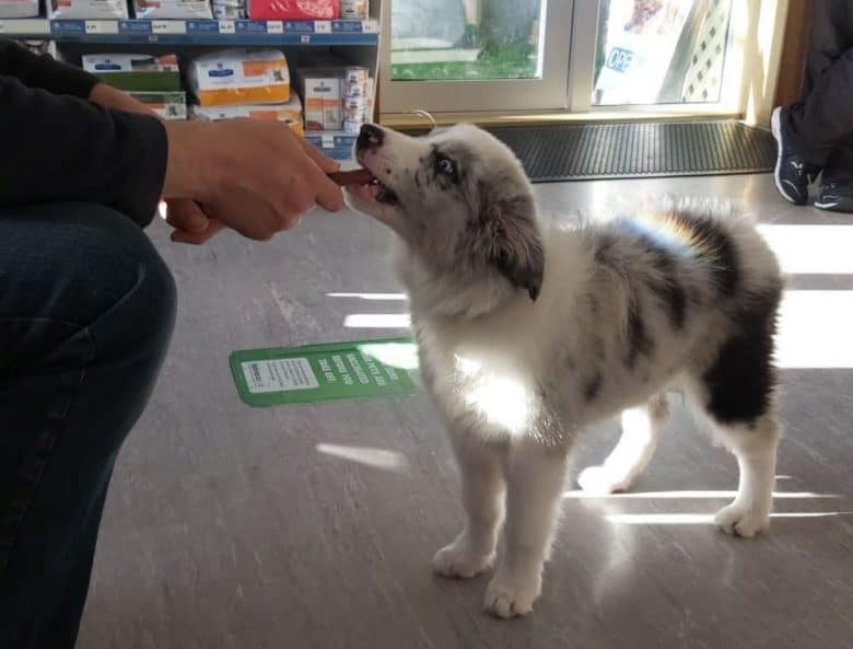 White and blue merle Border Collie dog