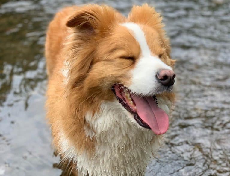 Border Collie Colors: Are They Only Black and White? - K9 Web