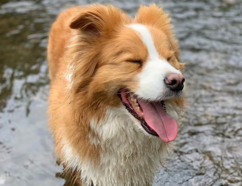 A white and gold Border Collie dog