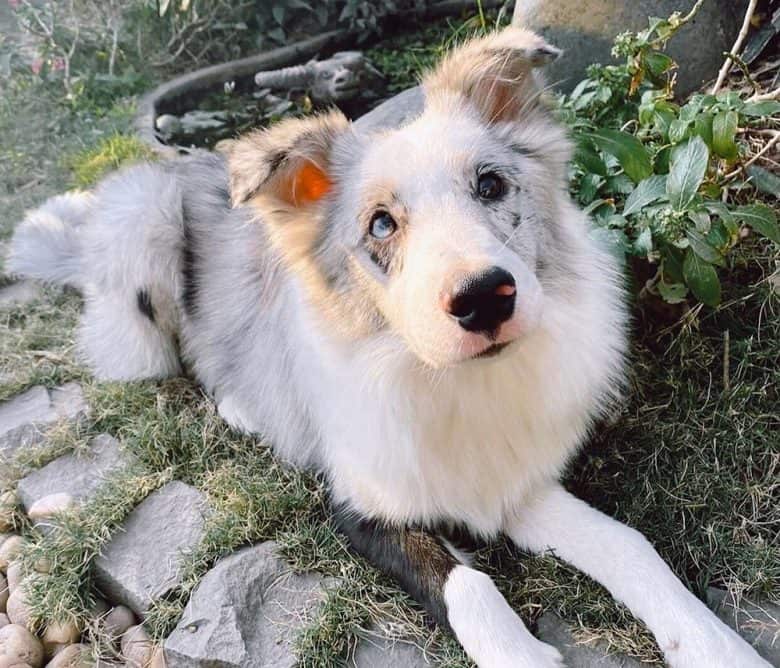 White and seal Border Collie dog