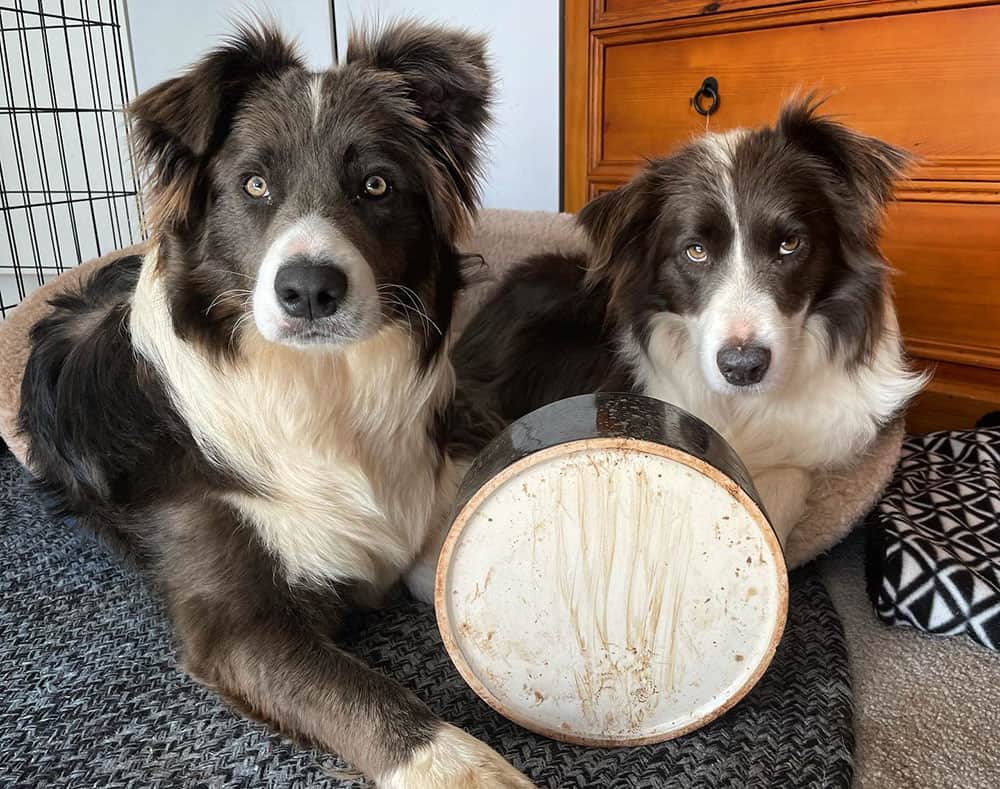 Two white & blue border collie dogs