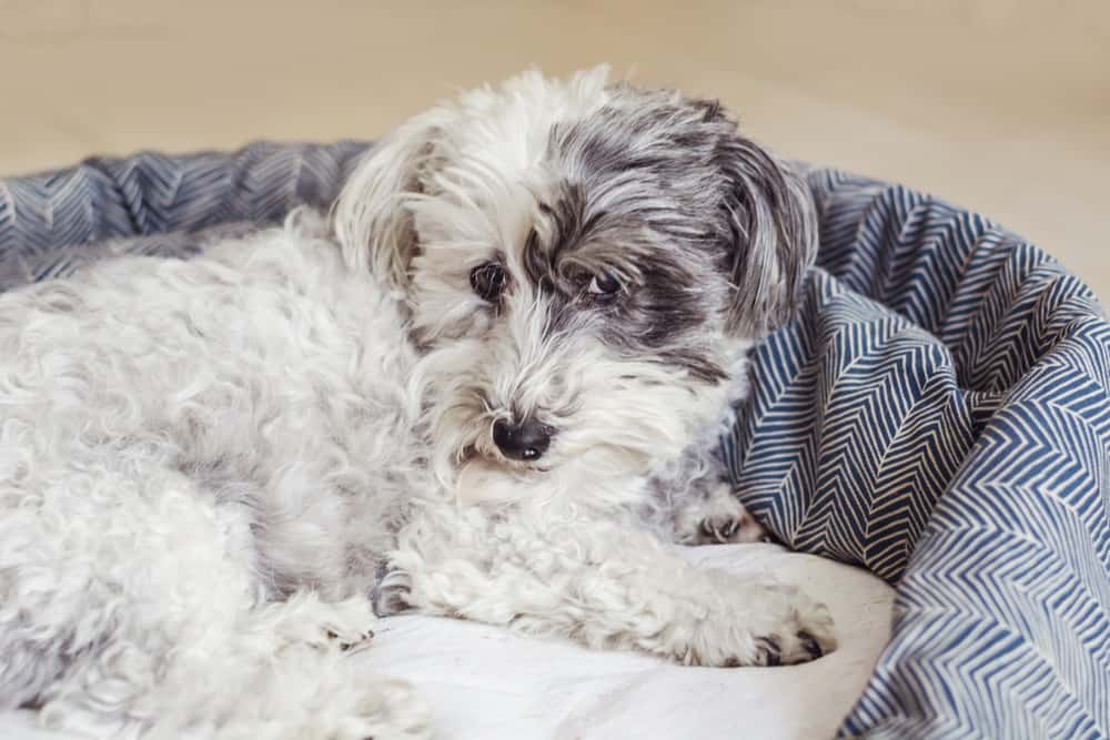 White Havanese dog relaxing on the bed