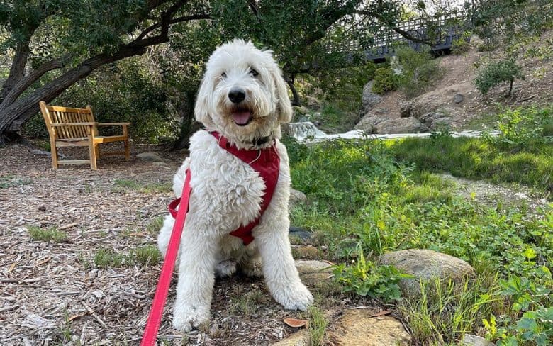 A white Labradoodle on trail