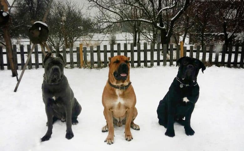 Three Cane Corso dogs with white patches on their coats