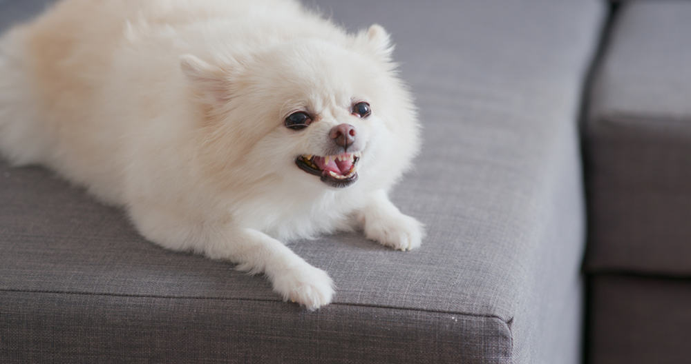 White Pomeranian dog barking on sofa