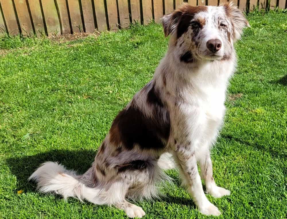 White red merle Border Collie dog sitting in the frontyard