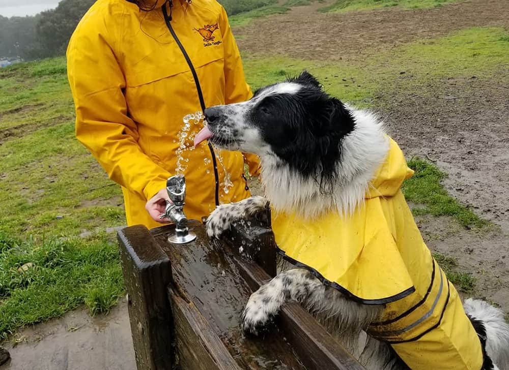 A white ticked Border Collie dog drinking water