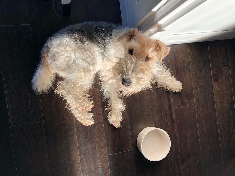 A Wire Fox Terrier, with dog food bowl, looking up