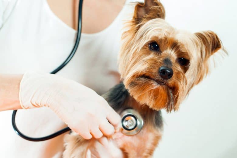 A Yorkshire Terrier being carried by a veterinarian