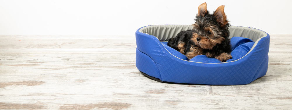 Yorkshire Terrier puppy sleeping on its roomy bed