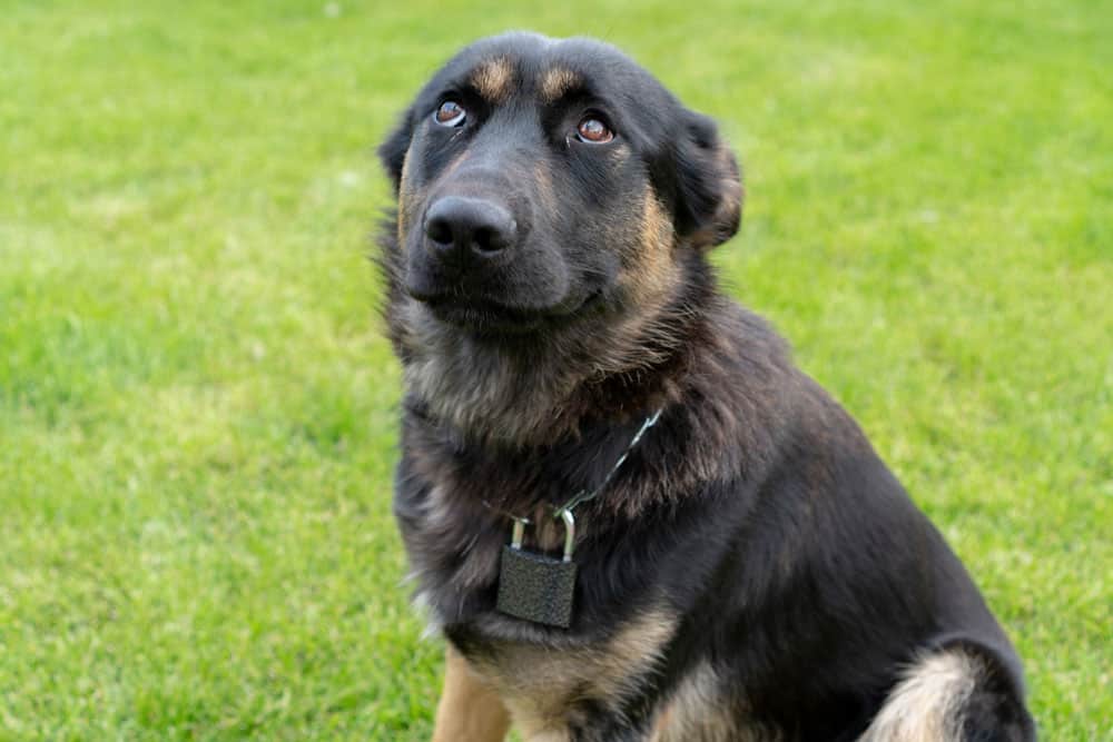 A young German Shepherd with a lock on his neck