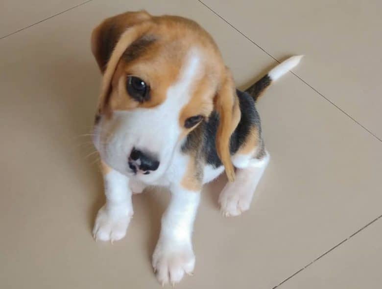 A 1-month-old Beagle dog