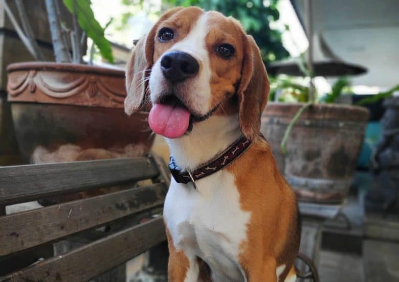 A 1-year-old Beagle dog