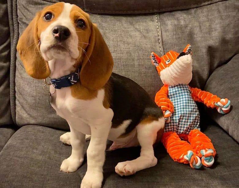 A 12-week-old Beagle dog