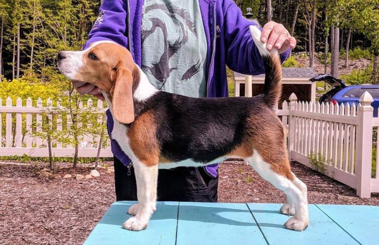 Small 13-inch Beagle dog