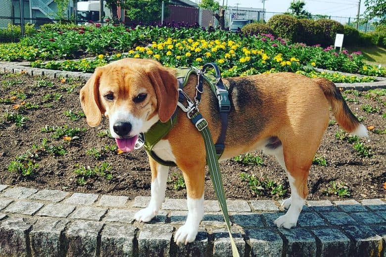 A 15-inch Beagle dog on the garden