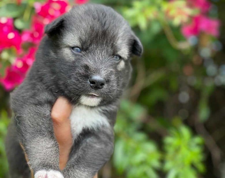 A 3-week old Agouti Husky puppy