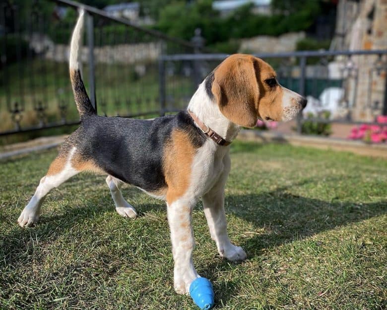 A 4-month-old Beagle dog