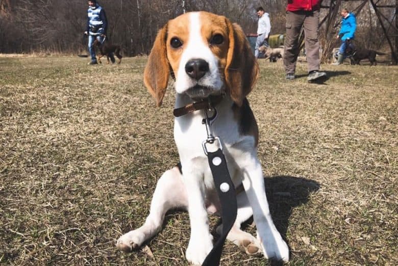 A 5-month-old Beagle dog at the dog park