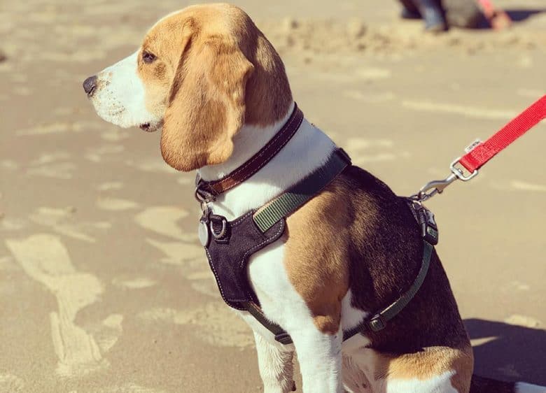 A 6-month-old Beagle dog at seashore