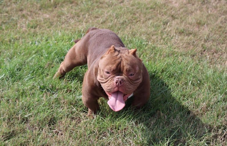 8-month-old Exotic Bully dog