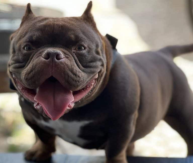 What is an Exotic Bully, and Where Do I Get One of These Bully Puppies