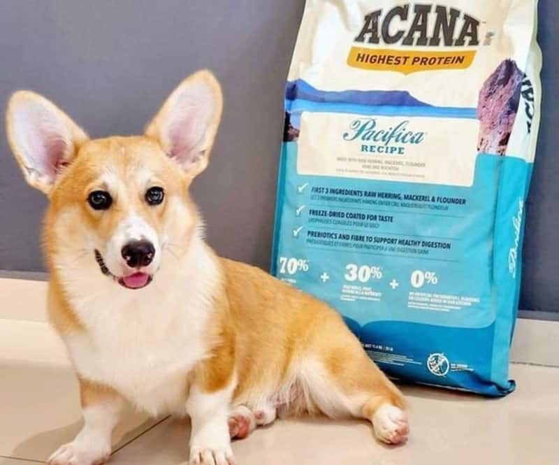 A Corgi dog with a pack of Acana dog food