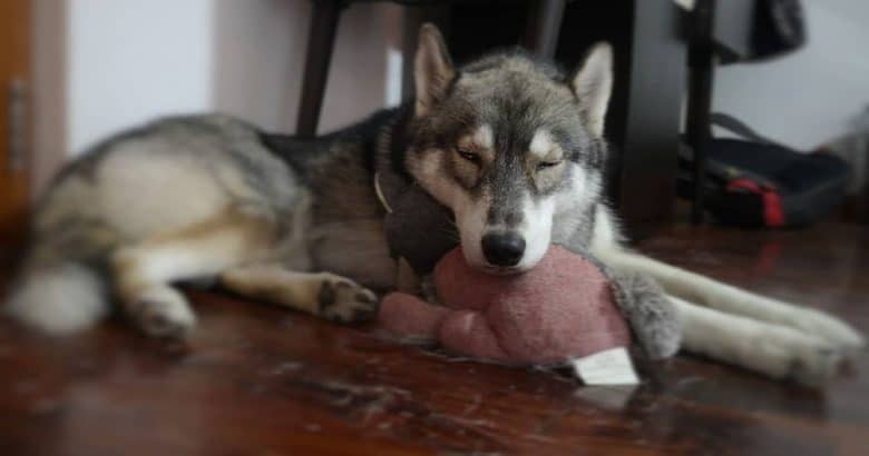 A sleepy Agouti Husky dog